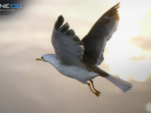 animated seagull unity 3D Model