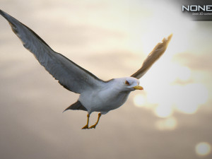 animated seagull unity 3D Модель