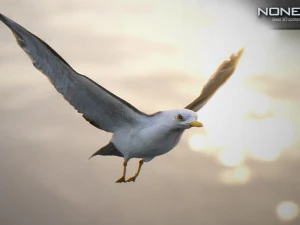 animated seagull unity 3D Model