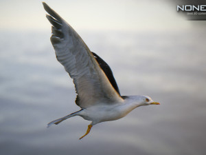 animated seagull unity 3D Модель