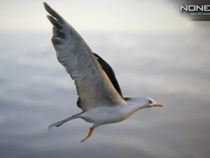 animated seagull unity 3D Model