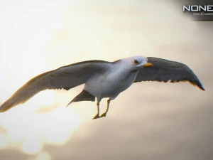 animated seagull unity 3D Model