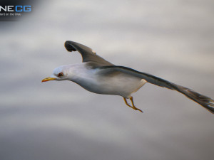 animated seagull unity 3D Модель