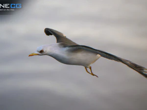 animated seagull unity 3D Model