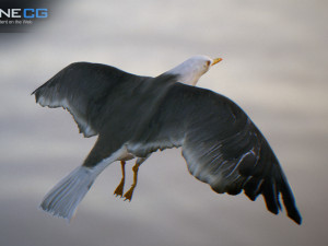 animated seagull unity 3D Модель