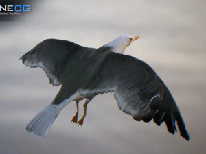 animated seagull unity 3D Model