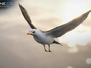 animated seagull unity 3D Model