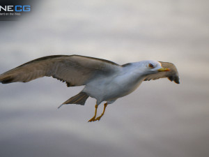 animated seagull unity 3D Модель