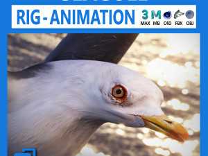 animated seagull 3D Model