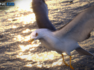 Animated seagull Modello 3D