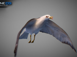 Animated seagull Modello 3D