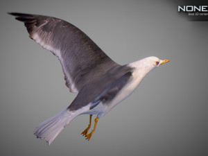 Animated seagull Modello 3D