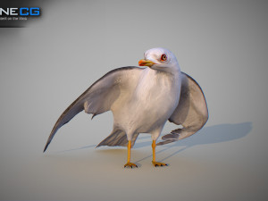 Animated seagull Modello 3D