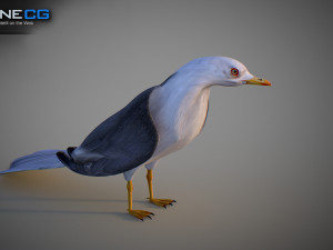 Animated seagull Modello 3D