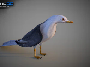 Animated seagull 3D Model