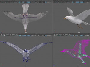 Animated seagull Modello 3D