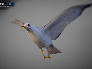 Animated seagull Modello 3D