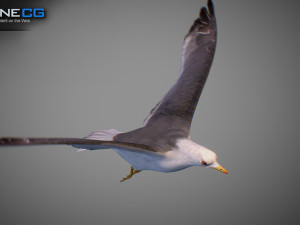 Animated seagull Modello 3D