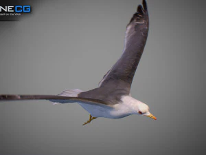 Animated seagull 3D Model