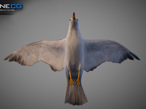 Animated seagull Modello 3D