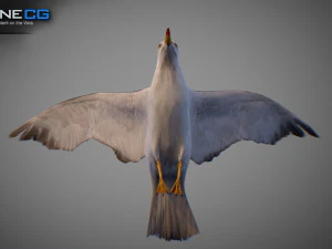 Animated seagull 3D Model