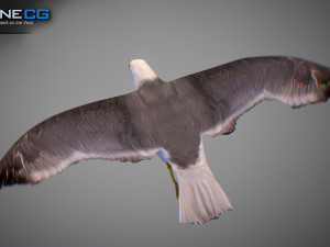 Animated seagull Modello 3D
