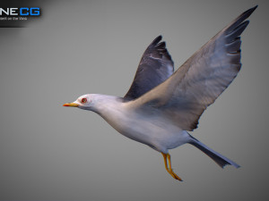 Animated seagull Modello 3D