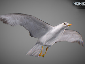 Animated seagull Modello 3D