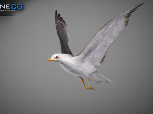 Animated seagull Modello 3D