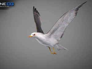 Animated seagull 3D Model