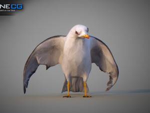 Animated seagull Modello 3D