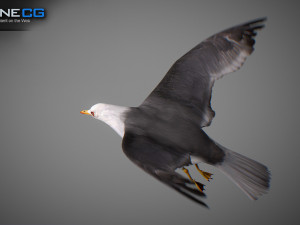 Animated seagull Modello 3D