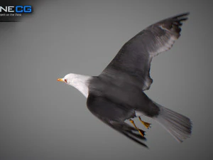 Animated seagull 3D Model