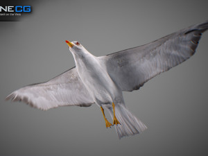 Animated seagull Modello 3D