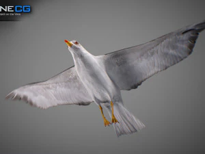 Animated seagull 3D Model