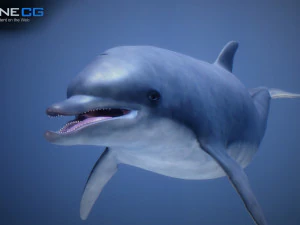 animated dolphin unity 3D Model