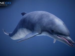 animated dolphin unity Modello 3D