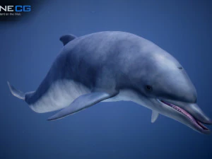 animated dolphin unity 3D Model