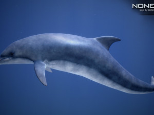 animated dolphin unity Modello 3D