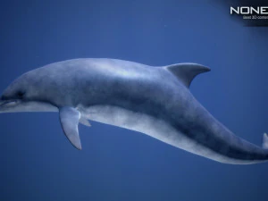animated dolphin unity 3D Model