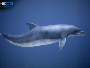 animated dolphin unity 3D Model