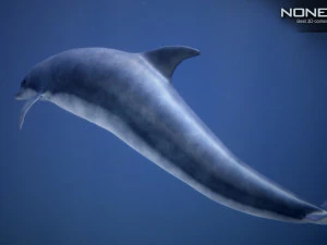 animated dolphin unity 3D Model