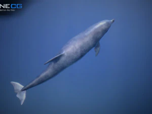 animated dolphin unity 3D Model