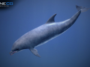 animated dolphin unity Modello 3D