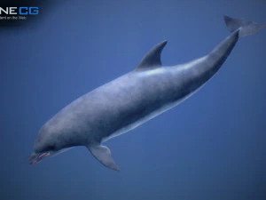 animated dolphin unity 3D Model