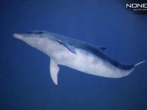 animated dolphin unity 3D Model