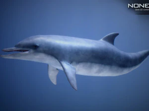 animated dolphin unity 3D Model