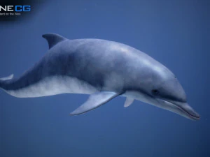 animated dolphin unity 3D Model