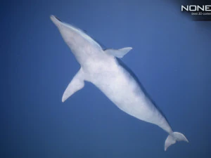 animated dolphin unity 3D Model
