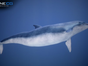 animated dolphin unity Modello 3D